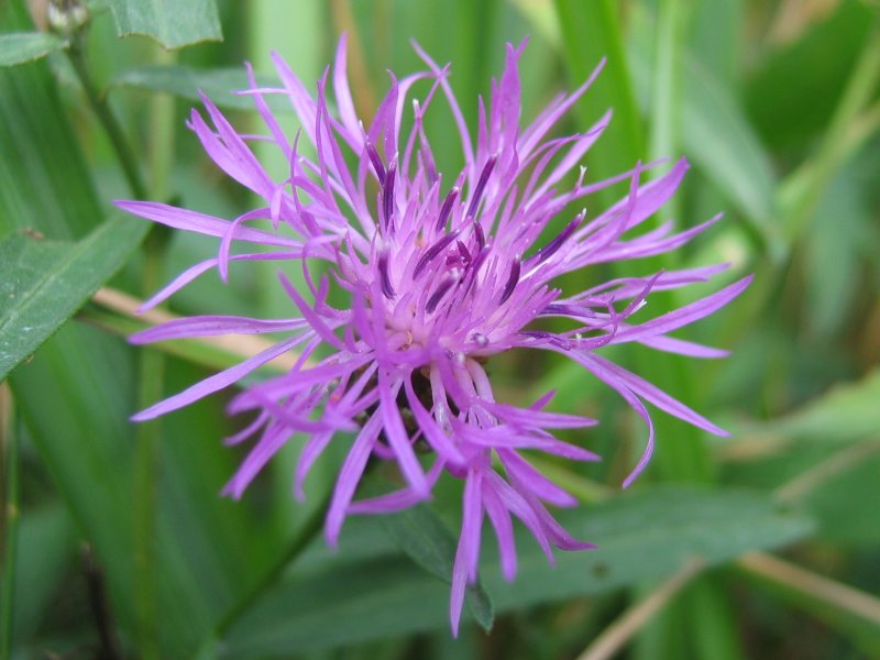  Image name: centaurea4.jpg 
 width: 800 pixel 
 height: 600 pixel 
 Size: 79953 bytes 
 Click to enlarge 